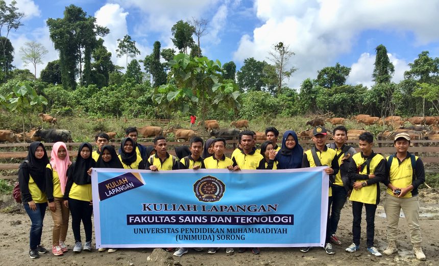 Prodi Peternakan UNIMUDA Timba Ilmu di Peternakan Sapi KUD Tani Makmur