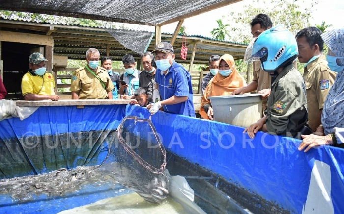 Tim PHP2D UNIMUDA Panen Ikan Lele di Kampung Klasmelek